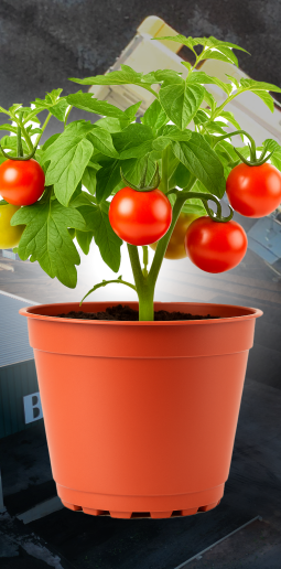 BASAPLANT HORTALIÇAS