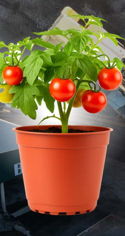 BASAPLANT HORTALIÇAS